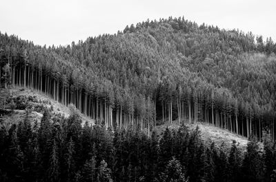 View of trees on landscape