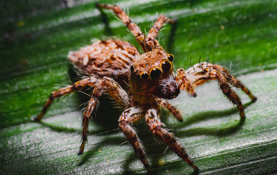 Close-up of spider