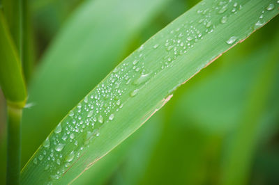 Close-up of wet leaf