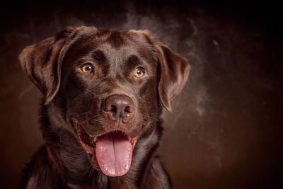 Close-up of dog against brown background