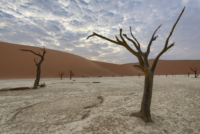 Bare tree in desert against sky