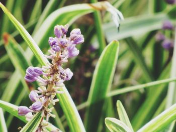 Close-up of purple flowers blooming outdoors