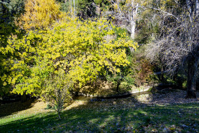 Trees in forest