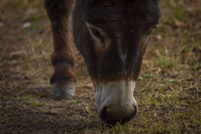 Close-up of horse standing on field