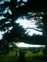 Trees in park