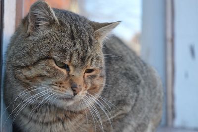 Close-up of a cat