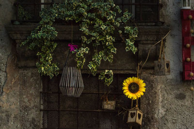 Flower plants growing outside building