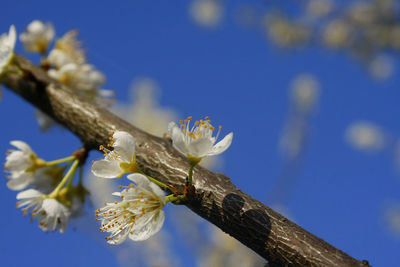 Close-up of flowering plant against blue sky