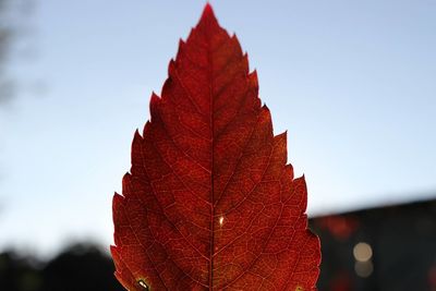 Close-up of leaves against blurred background