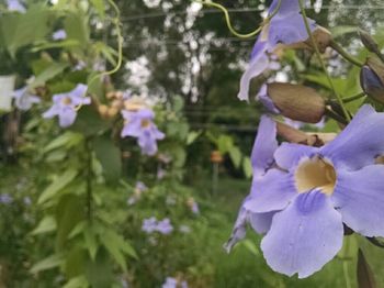 Close-up of purple flowers blooming outdoors