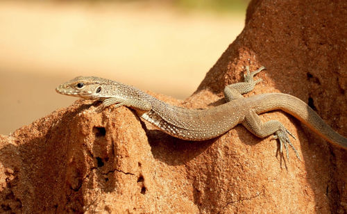 Close-up of lizard on rock