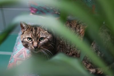 Close-up portrait of a cat