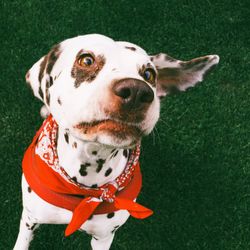 Portrait of a dog