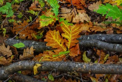 High angle view of maple leaves on fallen tree