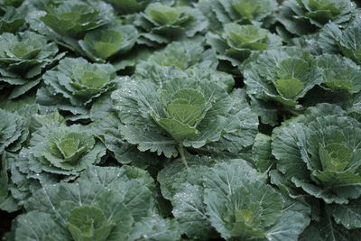 Full frame shot of leaves