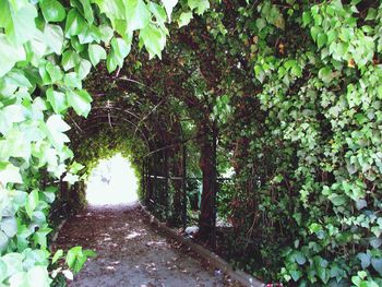 Ivy growing on tree