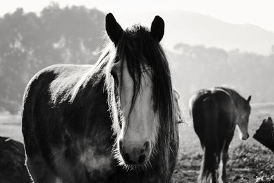 Front view of hairy horse