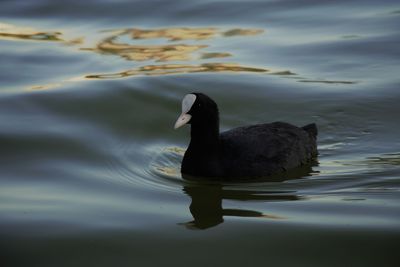 Black swan swimming in lake