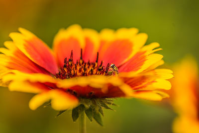 Close-up of insect on orange flower