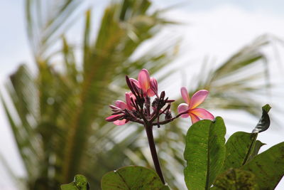 Close-up of pink flowering plant