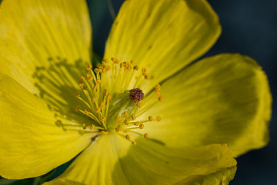 Close-up of insect on yellow flower