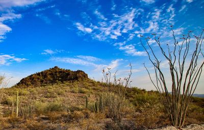 Plants on landscape against blue sky