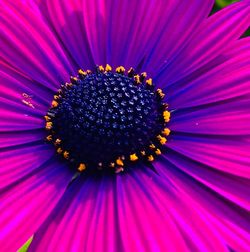 Close-up of purple coneflower blooming outdoors