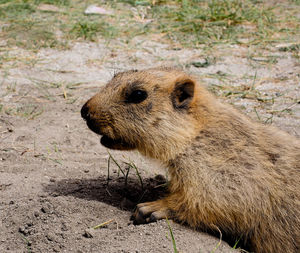 Close-up of an animal on field