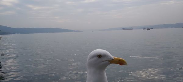 Seagull on a sea