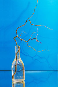 Spiral shape of a decorative tree branch in a glass vase on a blue background close-up.