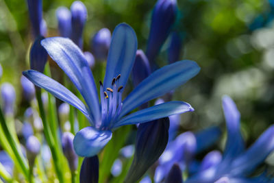 Close-up of purple crocus blooming outdoors