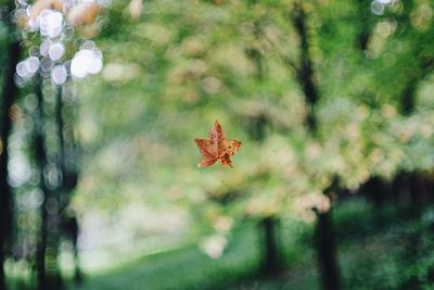 Close-up of maple leaf on branch