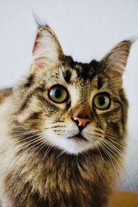 Close-up portrait of cat