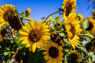 Low angle view of sunflower