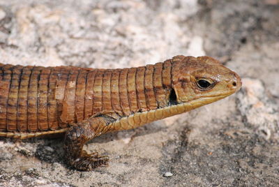 African lizard on a rock.