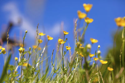 Close-up of yellow flowers blooming on field against blue sky