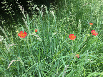 Close-up of red poppy flowers in field