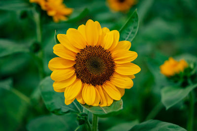 Close-up of sunflower