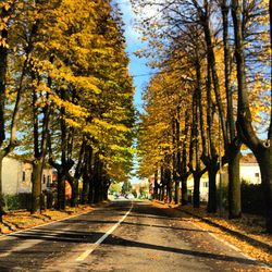 Empty road along trees