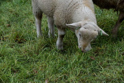 Sheep in a field