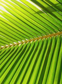 Full frame shot of palm tree leaves