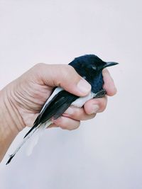 Close-up of hand holding bird against white background