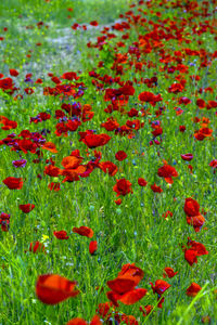 Close-up of red poppy flowers on field