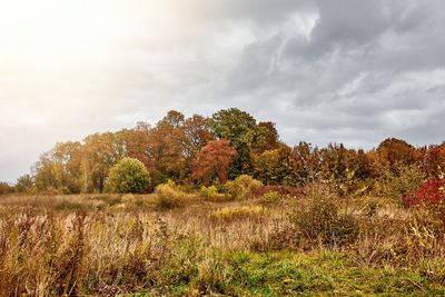 Plants growing on land against sky