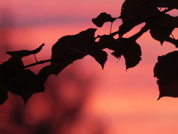 Close-up of silhouette tree against sky at sunset