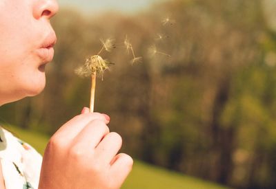 Cropped image of girl blowing dandelion