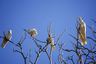 Low angle view of birds perching on bare tree against blue sky