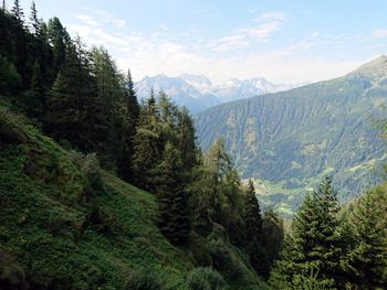 Scenic view of pine trees and mountains against sky