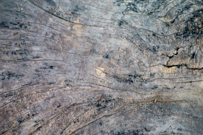 Full frame shot of tree trunk