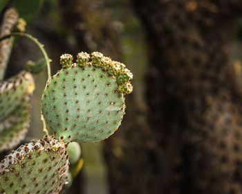 Close-up of prickly pear cactus